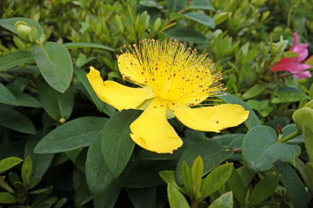 Yellow flowersの写真素材