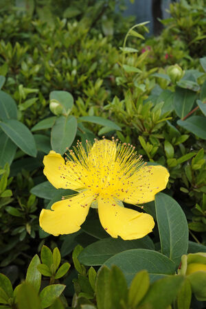 Yellow flowersの写真素材
