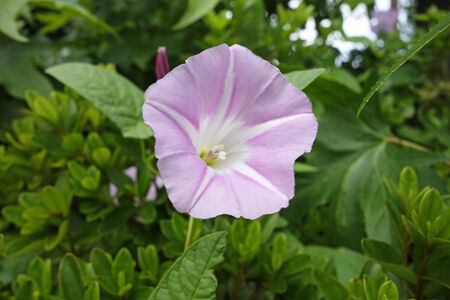 morning glory    の写真素材