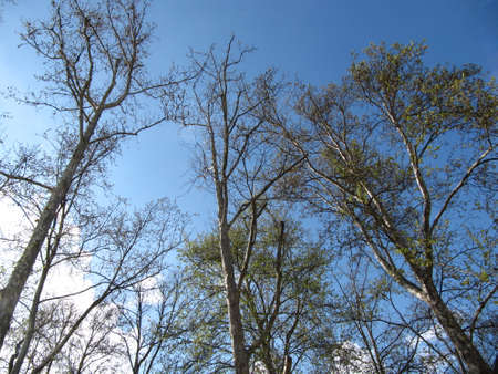 Shooting of the tree of Sloveniaの写真素材
