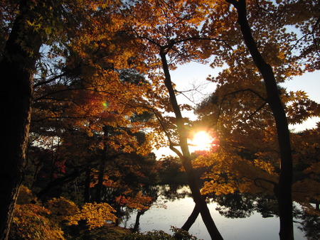 sun in the autumn trees in Kyotoの写真素材