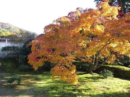 the autumn tree in Kyotoの写真素材