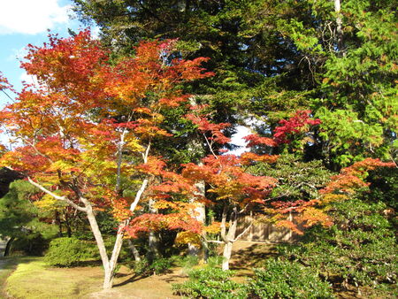 the autumn trees in Kyotoの写真素材