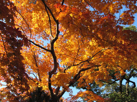 the autumn leaves in Kyotoの写真素材