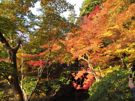 autumn leavesの写真素材
