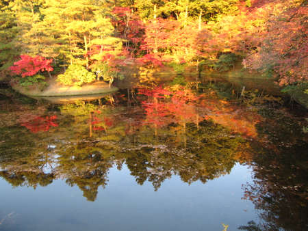 the autumn leaves in Kyotoの写真素材