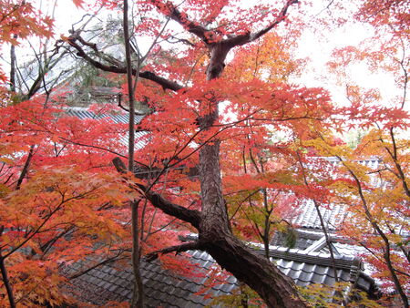 the autumn leaves in Kyotoの写真素材