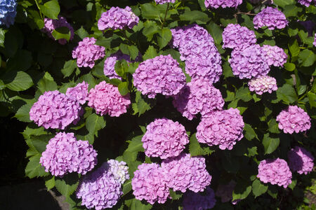 Hydrangea Asukayamaの写真素材
