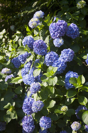 Hydrangea Asukayamaの写真素材