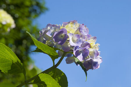 Hydrangea Asukayamaの写真素材