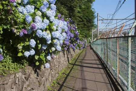 Hydrangea Asukayamaの写真素材