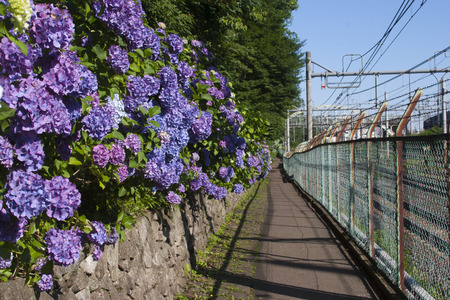 Hydrangea Asukayamaの写真素材