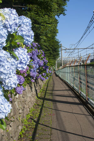 Hydrangea Asukayamaの写真素材