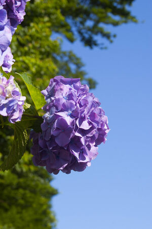 Hydrangea Asukayamaの写真素材