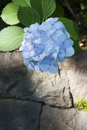 Hydrangea Asukayamaの写真素材