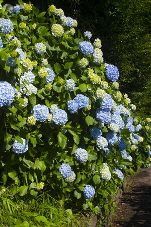 Hydrangea Asukayamaの写真素材