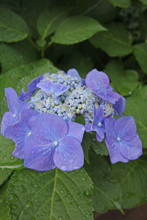 Shooting of hydrangea after rain