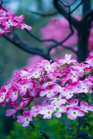 Photography of flowersの写真素材