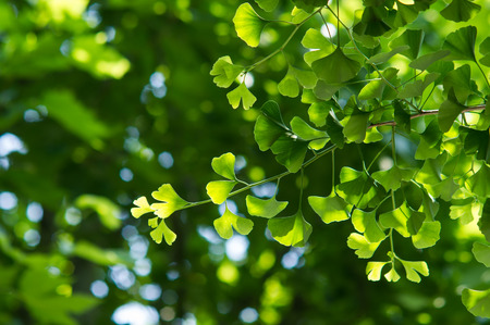 The fresh green of early summerの写真素材