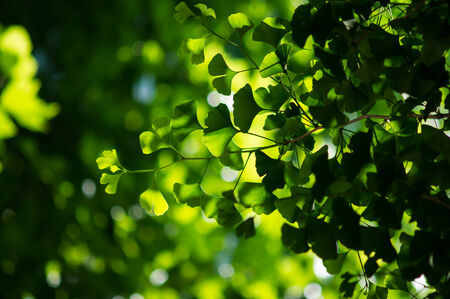 The fresh green of early summerの写真素材