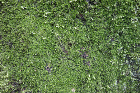 Moss of the treeの写真素材