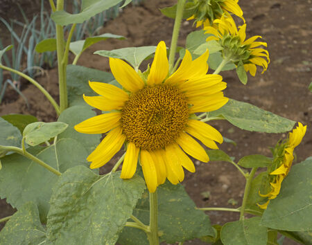 sunflowerの写真素材