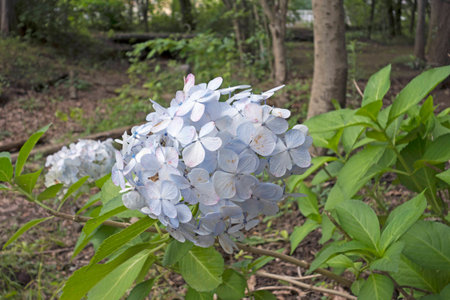 2014 shooting hydrangeaの写真素材