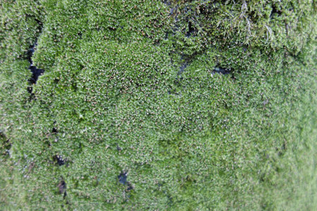 Moss of the treeの写真素材