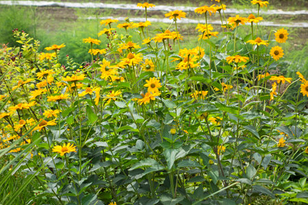 sunflowerの写真素材