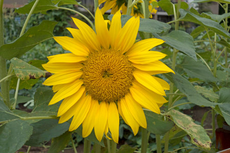 sunflowerの写真素材