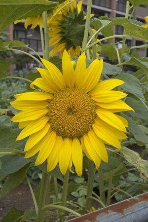 sunflowerの写真素材
