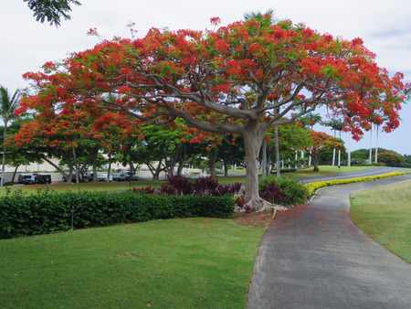 Landscape trees and Hawaiiの写真素材
