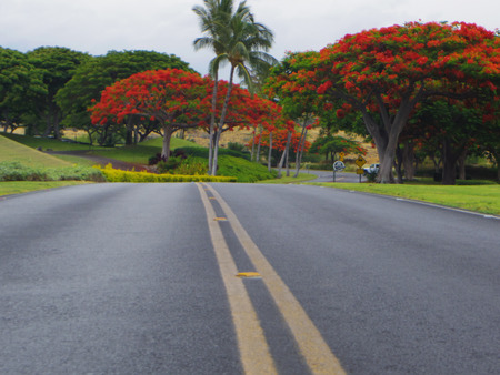 Landscape trees and Hawaiiの写真素材