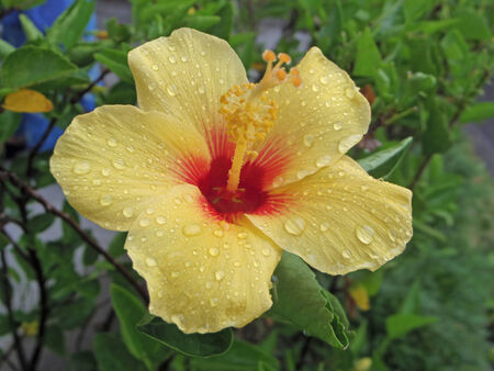 Yellow hibiscusの写真素材