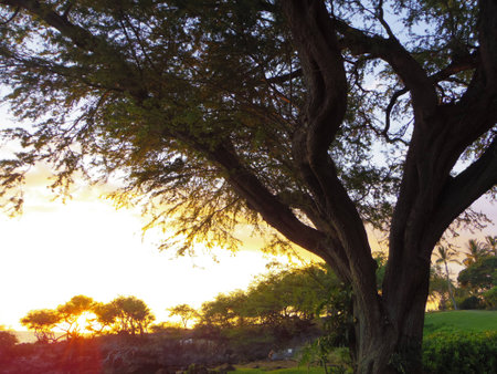Sunset beach of Hawaiiの写真素材