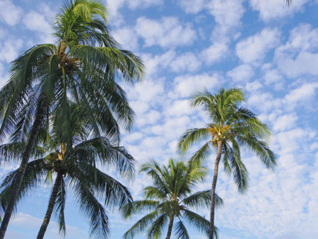 Palm trees and clouds of Hawaiiの写真素材