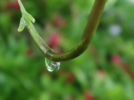 Plant after the rain の写真素材