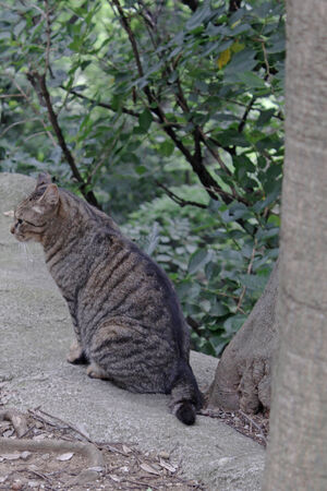 cat sit beside treeの写真素材