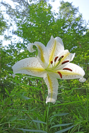 Shooting of lily of Forest Park の写真素材
