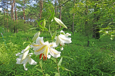 Shooting of lily of Forest Park の写真素材