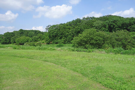 Landscape photography of Forest Park の写真素材