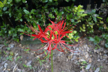Cluster amaryllisの写真素材