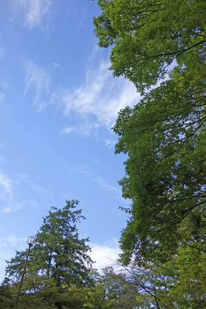 Trees and blue skyの写真素材