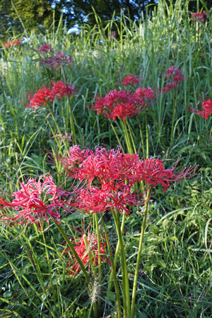 Cluster amaryllisの写真素材