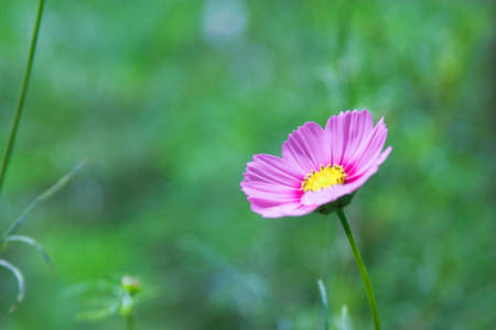 Cosmosの写真素材