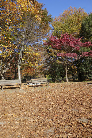 Autumn Parkの写真素材