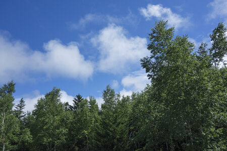 Blue sky and greenの写真素材