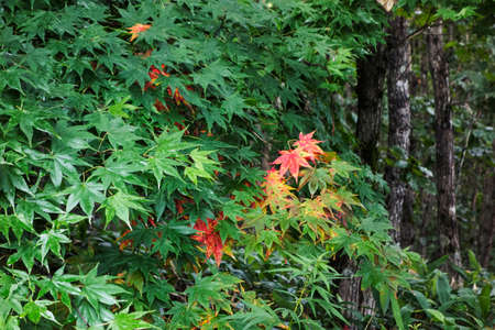 Flowers and fresh greenの写真素材