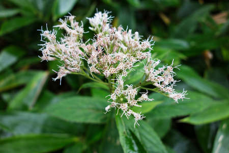 Thoroughwort of flower