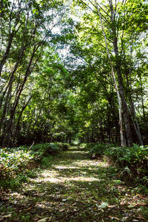 Kamishihoro forest landscape ofの写真素材
